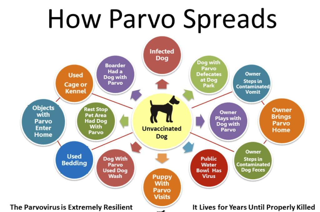 The Transmission of Parvo